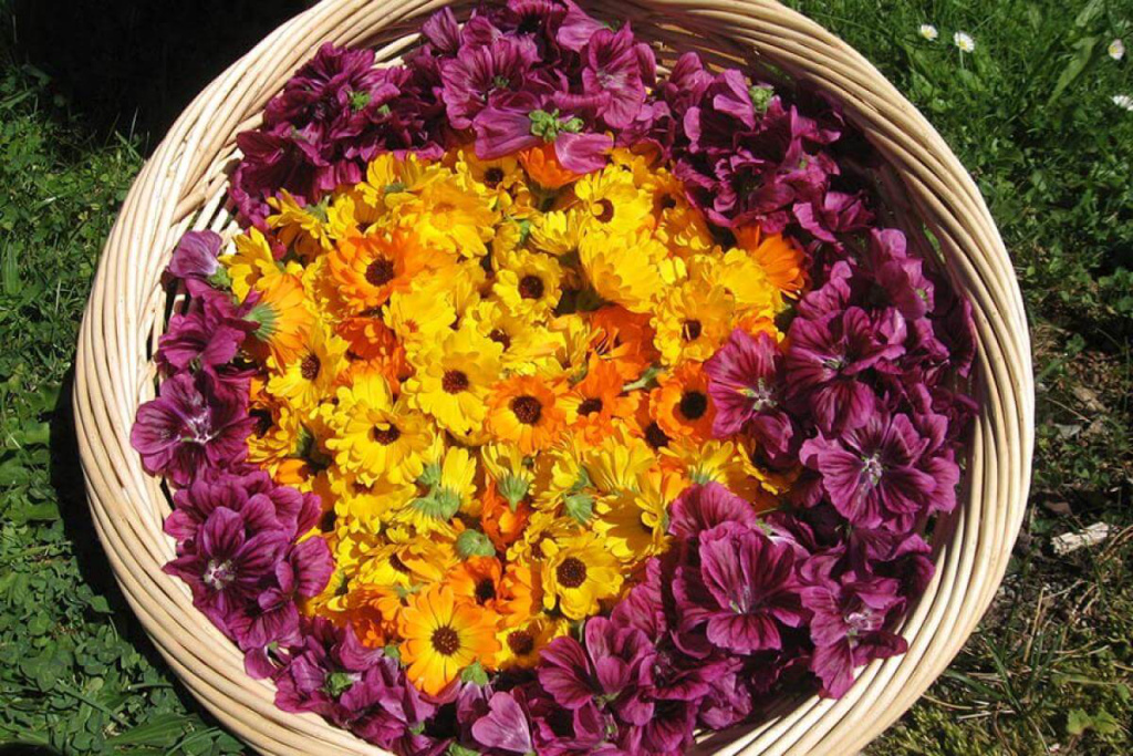 Untermoos Mountain Farm - Ferie på gård